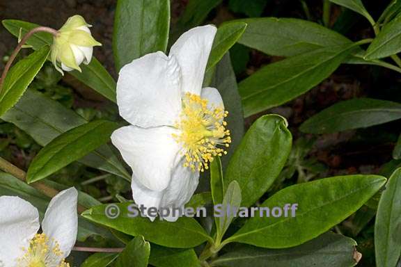 carpenteria californica 5 graphic